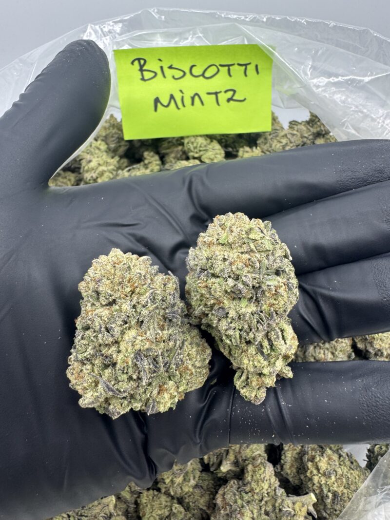 BISCOTTI MINTZ - Image 2