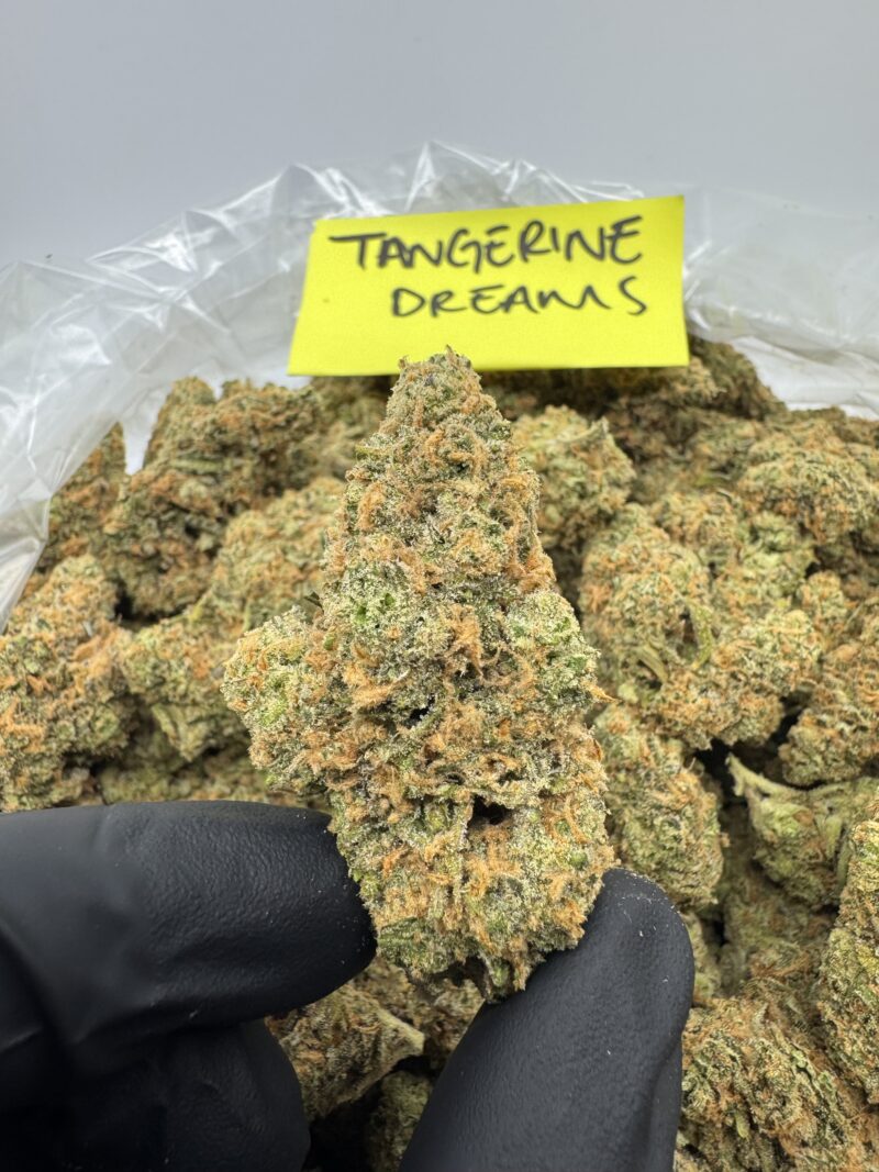 TANGERINE DREAM