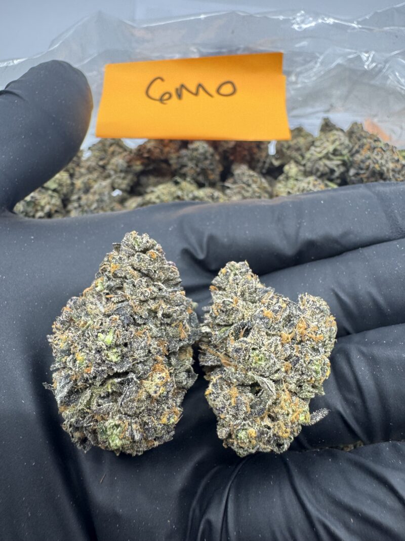 GMO (Garlic, Mushroom, Onion) - Image 2
