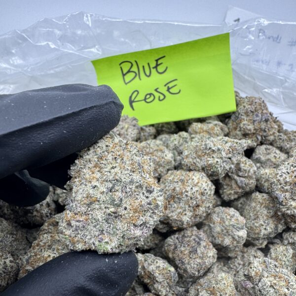 BLUE ROSE