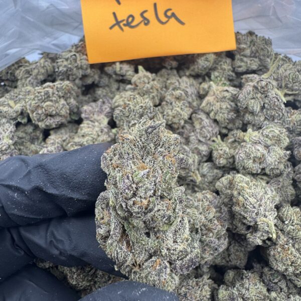 PURPLE TESLA