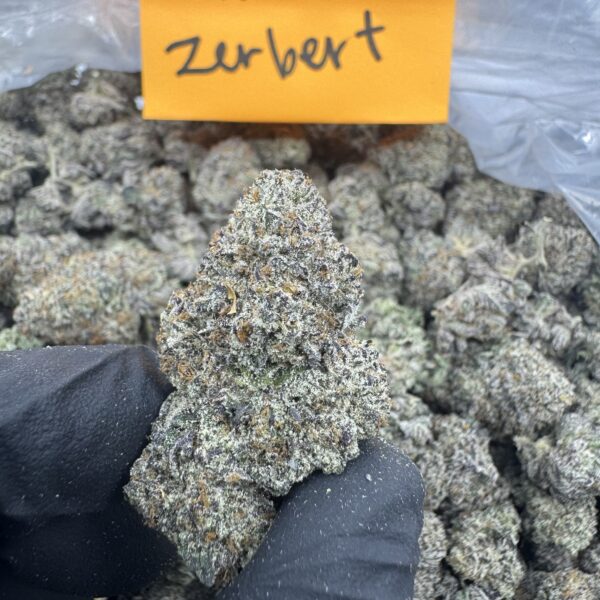 WHITE ZERBERT